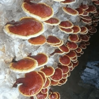 Ganoderma Factory Malaysia