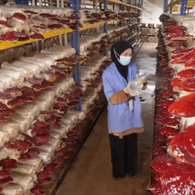 Ganoderma Factory Malaysia