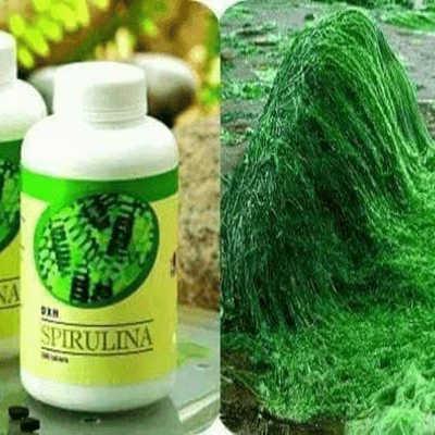 DXN Spirulina Factory, Malaysia