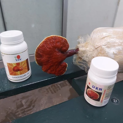 Ganoderma