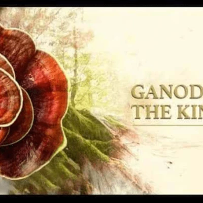 Ganoderma Factory Malaysia