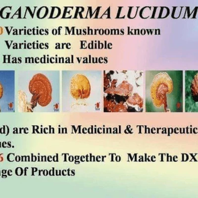 Ganoderma Factory Malaysia