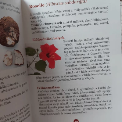 Ganoterápia és az összes Gyógygombáról