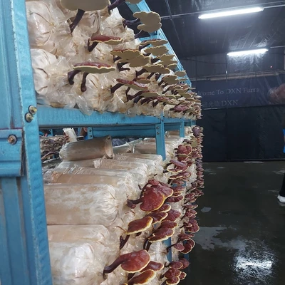 Ganoderma Factory, Malaysia Farm