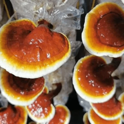 Ganoderma Factory Malaysia