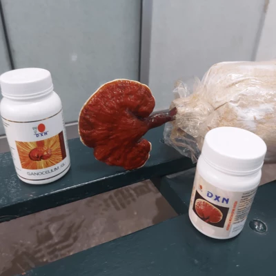 Ganoderma Factory Malaysia