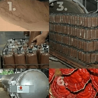 Ganoderma Factory Malaysia